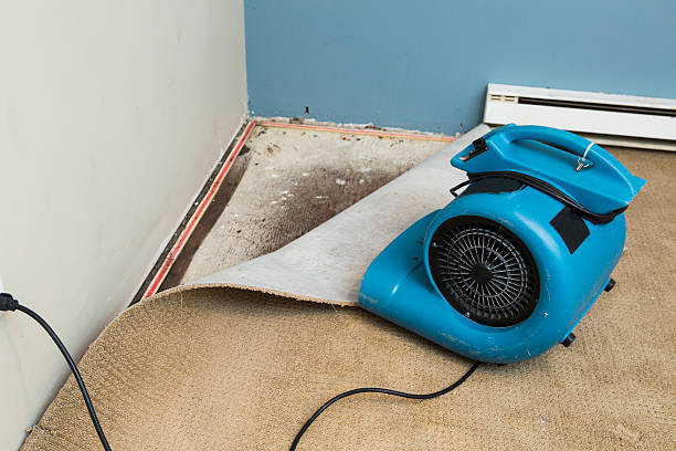 Best Carpet water damage restoration  in Harvey, ND